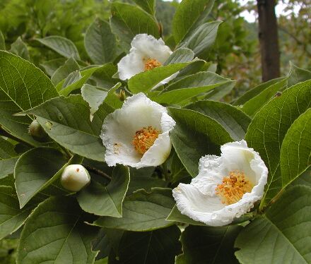 ナツツバキ（自生種）